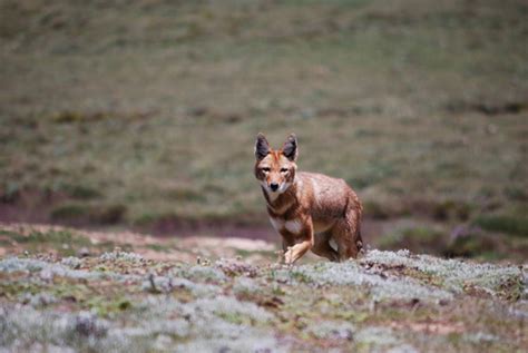 The Ethiopian Wolf: A Fading Howl from the Horn of Africa | AWF