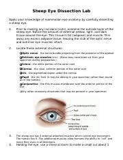 Sheep Eye Disection Lab Info Doc Sheep Eye Dissection Lab Apply Your