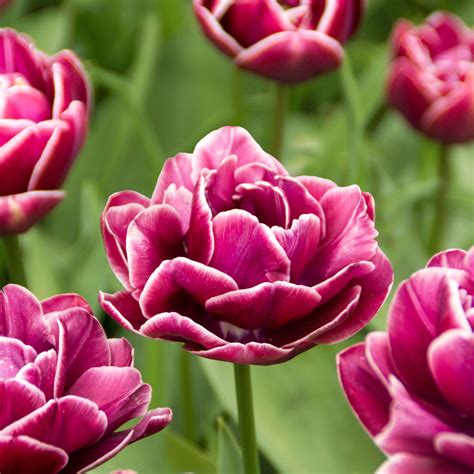 Tulip Dream Touch – Easy To Grow Bulbs