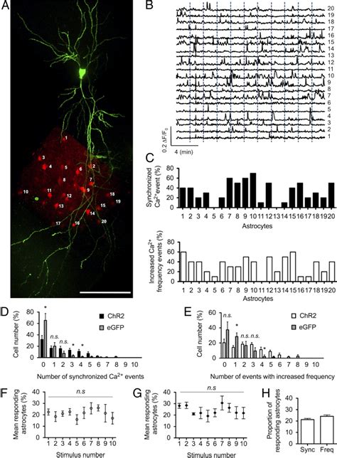 Astrocytes Display Complex And Localized Calcium Responses To Single