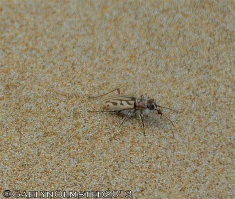 South African Photographs Leopard Tiger Beetle Habrodera Capensis