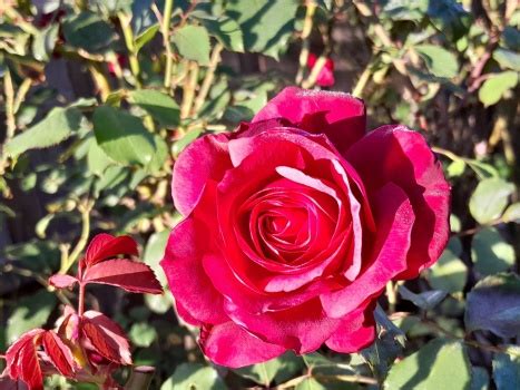 Solve Red Rose Jigsaw Puzzle Online With Pieces