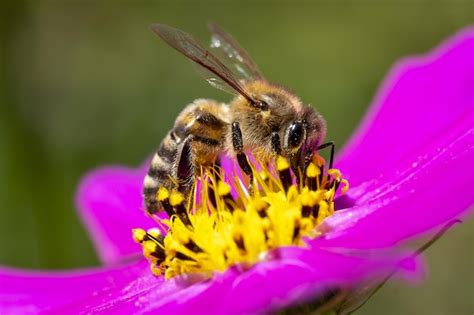 Captura de uma abelha sentada na flor e tirando néctar dela Foto Premium