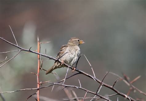 Premium Photo A Portrait Of A Female Spanish Sparrow Or Willow