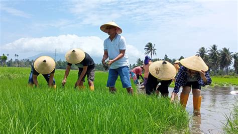 Optimis Mewujudkan Swasembada Pangan Honandar Ajak Mari Mendukung