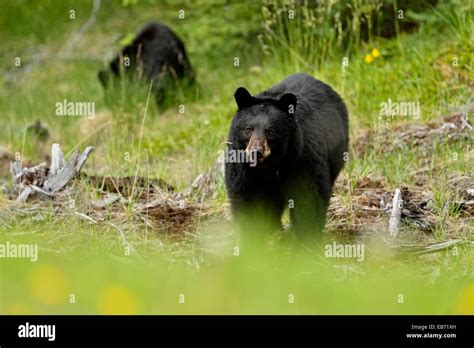 American Black Bear Ursus Americanus Sow And Cubs Foraging Near Road