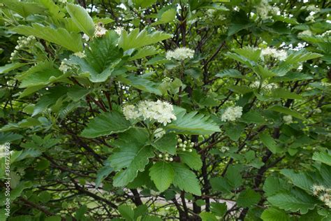 Flowering branches of Sorbus aria tree in mid May Stock Photo | Adobe Stock