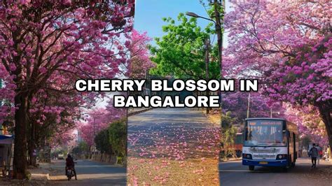 Bangalore Is Turning Pink Cherry Blossom In Bangalore India Youtube