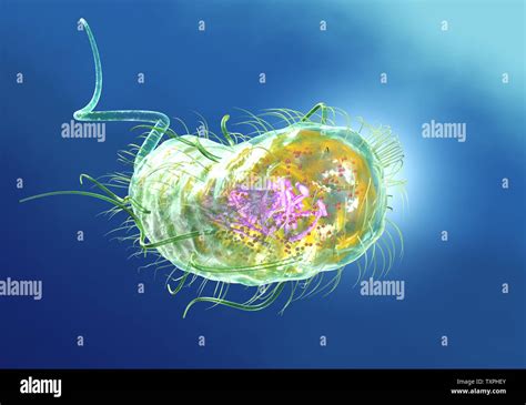 Escherichia Coli 3d Hi Res Stock Photography And Images Alamy