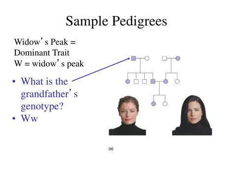PPT Genetics Complex Inheritance Sex Linkage X Inactivation PowerPoint Presentation ID