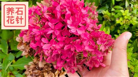 Zinfin Doll Panicle Hydrangea