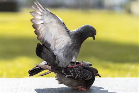 How Do Pigeons Mate The Mechanics Of Pigeon Sex Ne Pigeon Supplies