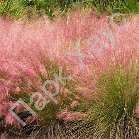 Мюленбергия волосовидная 'Regal Mist', купить, Muhlenbergia capillaris ...