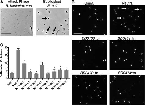 Identification Of B Bacteriovorus Mutants With Defects In Prey