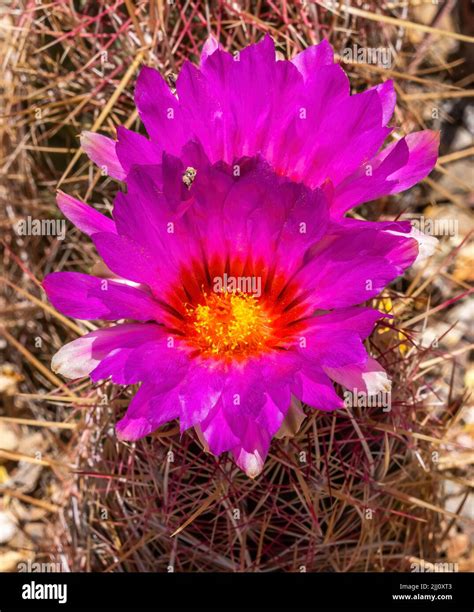 Pink Yellow Blossoms Rainbow Hedgehog Cactus Blooming Macro