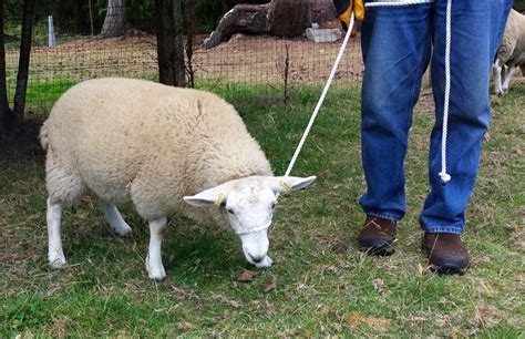 Showtime For Sheep Raven Hill Meadows Farm