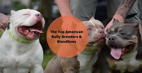 The Top American Bully Breeders & Bloodlines - The American Bully