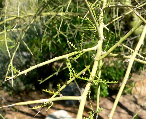 Photo #19489 | Parkinsonia microphylla | plant lust