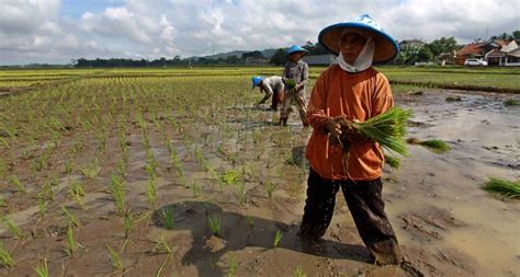 Petani Di Lampung Selatan Terancam Kekeringan Kementan Ingatkan Autp