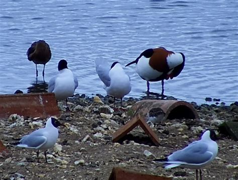 Birds of Poole Harbour COMPETITION - Birds of Poole Harbour