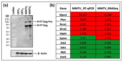 Viruses Free Full Text Global Down Regulation Of Gene Expression