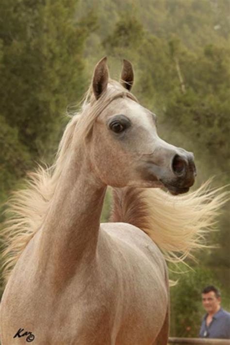 Love The Movement Of The Mane And Tail Pretty Horses Beautiful