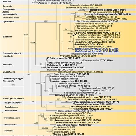 Phylogram Generated From Maximum Likelihood Analysis Based On Combined