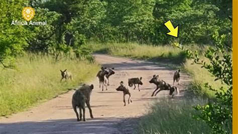 Quando Hienas E C Es Selvagens Encontram Um Inimigo Escondido No Mato