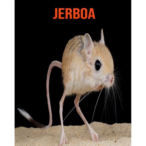 Jerboa : Amazing Facts about Jerboa (Paperback) - Walmart.com - Walmart.com