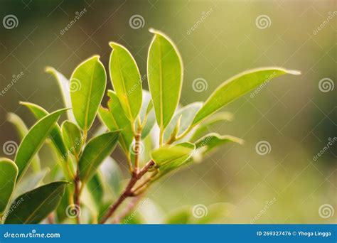 Banyan Tree Leaves with Blurred Background Stock Photo - Image of ...