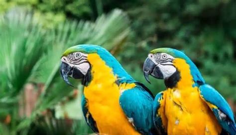 8 Stunning Blue And Yellow Birds With Pictures Wild Explained