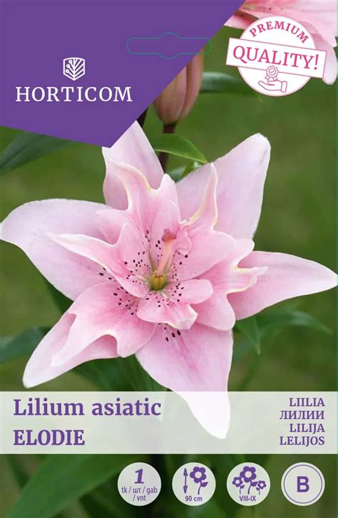 LIILIA ASIATIC DOUBLE ELODIE - Bauhof