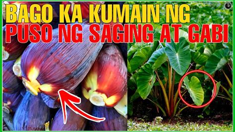 BAKA KUMAKAIN KA NG DAHON NG GABI AT PUSO NG SAGING PANOORIN MO ITO