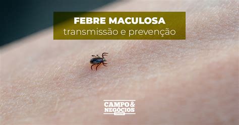 Febre Maculosa Transmiss O E Preven O Revista Campo Neg Cios