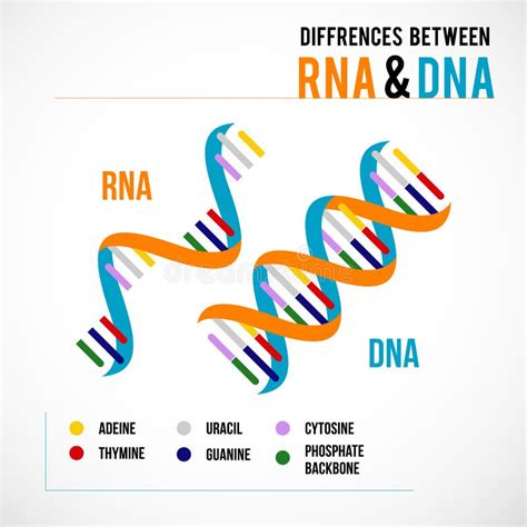 Diferen As Entre O Dna E O Cone Cient Fico Do Vetor Do Rna Espiral De