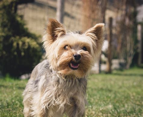 Of Baby Yorkie Puppies Photos And Premium High Res Pictures Getty