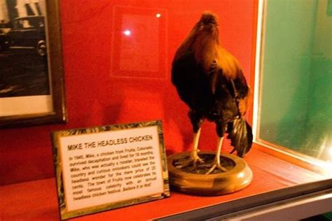 The Strange Tale Of Mike The Headless Chicken