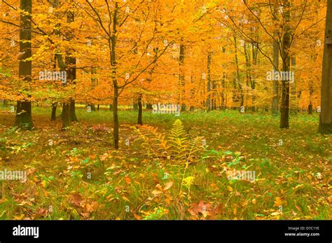 Deciduous forest in autumn Stock Photo - Alamy