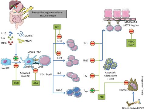 Busulfan Mechanism Of Action