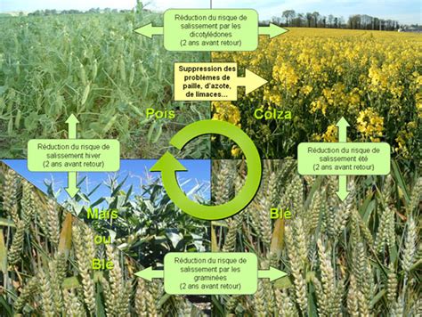 Rotation Des Cultures En Afrique Solution Pour La Rentabilit De L