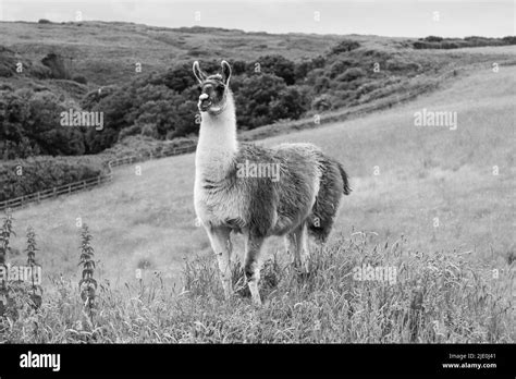 White Llamas Black And White Stock Photos And Images Alamy