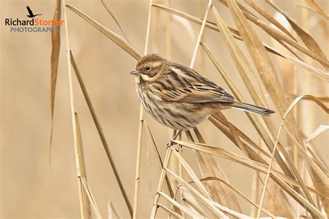 Common Reed Bunting - Birds Online | Website of photographer Richard ...