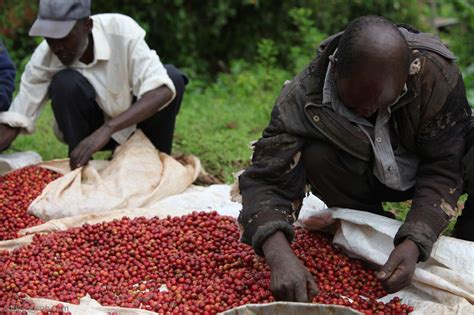 Kenyan Premium Blend – By 6 Coffee Roasters