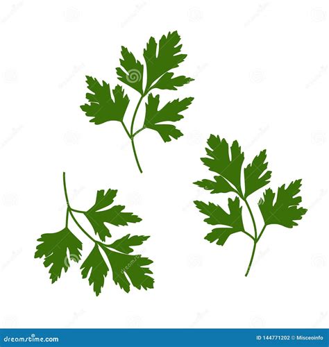 Parsley Leaf Vector Illustration Green Stuff Vector Stock