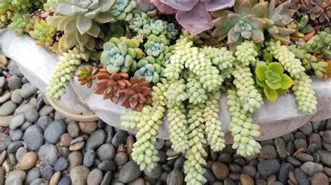 Burros Tail Sedum Morganianum Succulent Fountain Progress