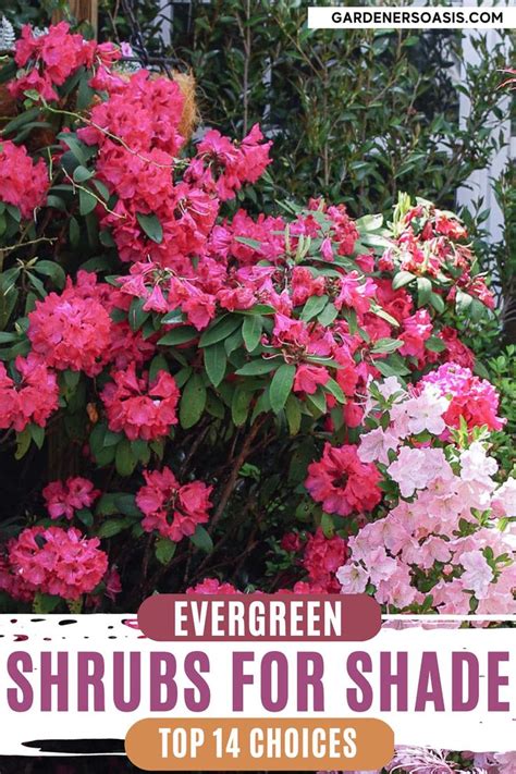 Garden Shrubs Shade Garden Garden Plants Evergreens For Shade Fast Growing Evergreens