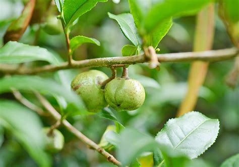 チャノキ（茶の木）の育て方と植物の特徴をわかりやすく解説