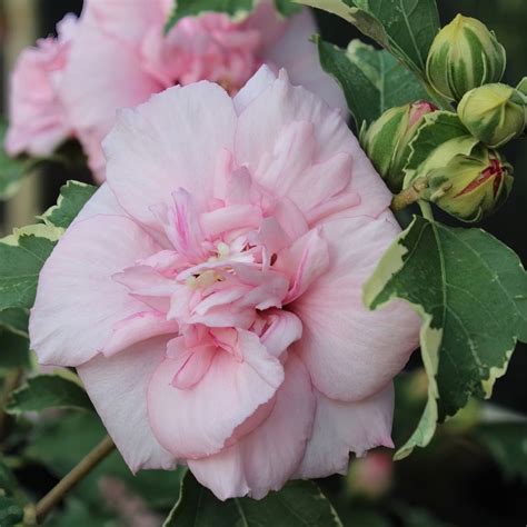 Hibiscus Sugar Tip Rose Of Sharon Tree Hibiscus Syriacus Sugar Tip