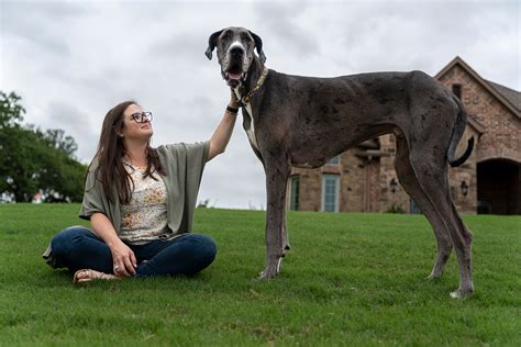 Texas Great Dane named 'Zeus' breaks Guinness World Record for world's tallest living dog