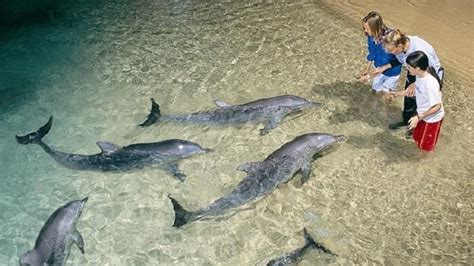 Dolphin Viewing At Moreton Island